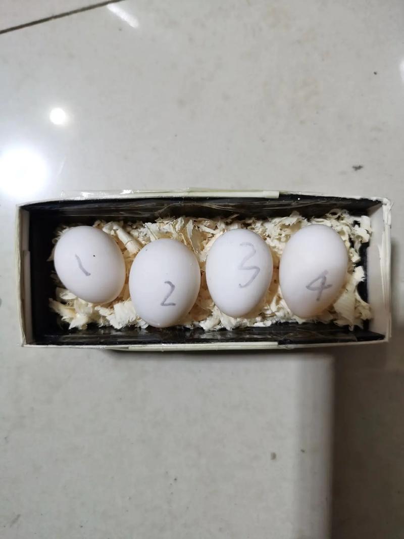 孵蛋的孵怎么写
