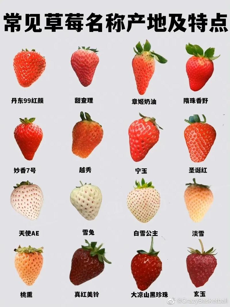草莓族是什么意思